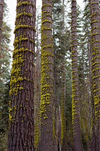 tree trunk tree trunks nature